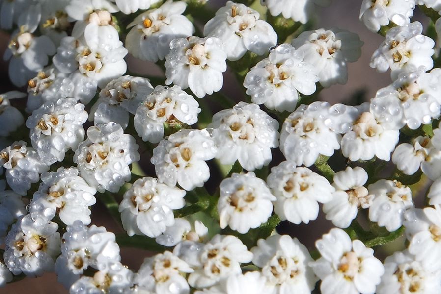 achillée voie des plantes