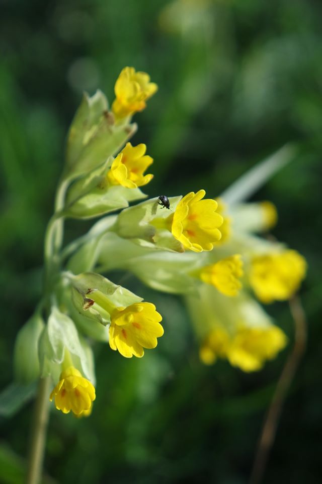 primevère officinale plante médicinale pour la toux