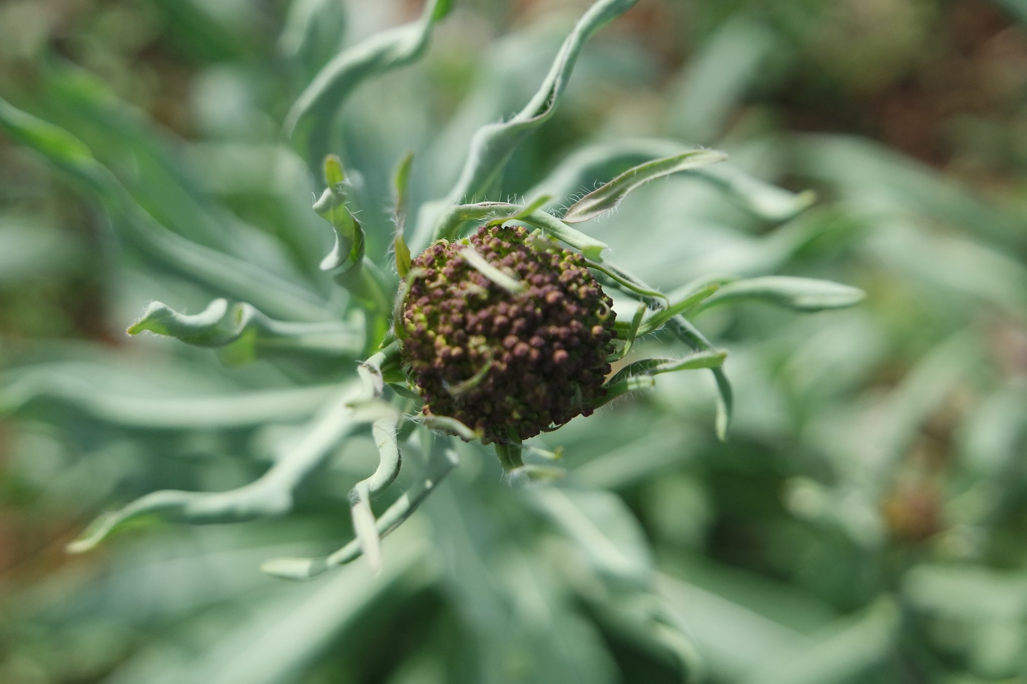 plantes du printemps