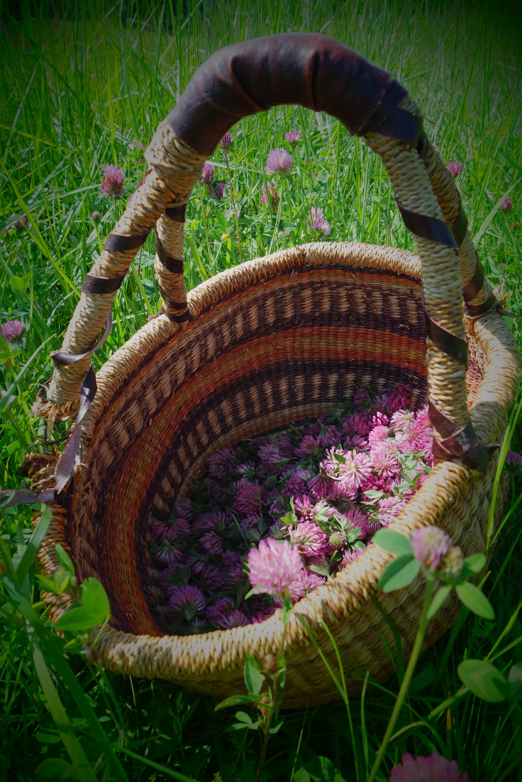cueillettes plantes sauvages