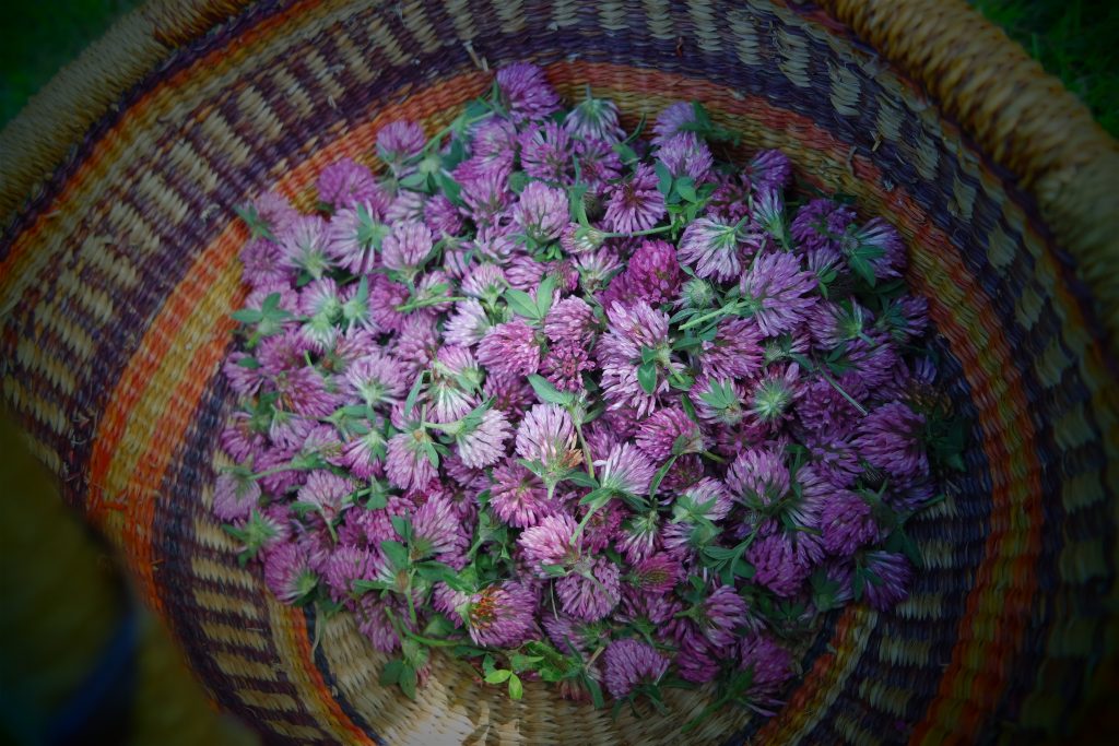 trèfle rouge phyto oestrogène