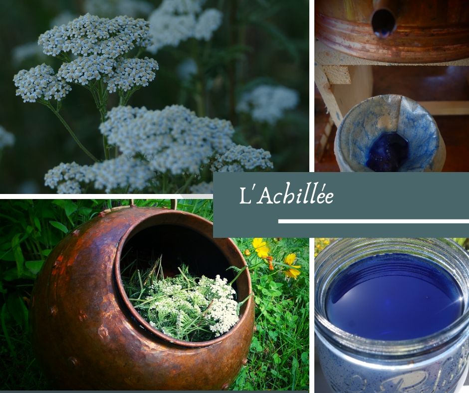 plantes médicinales achillée
