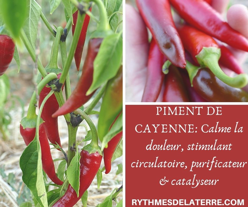 plantes médicinales anti-douleur