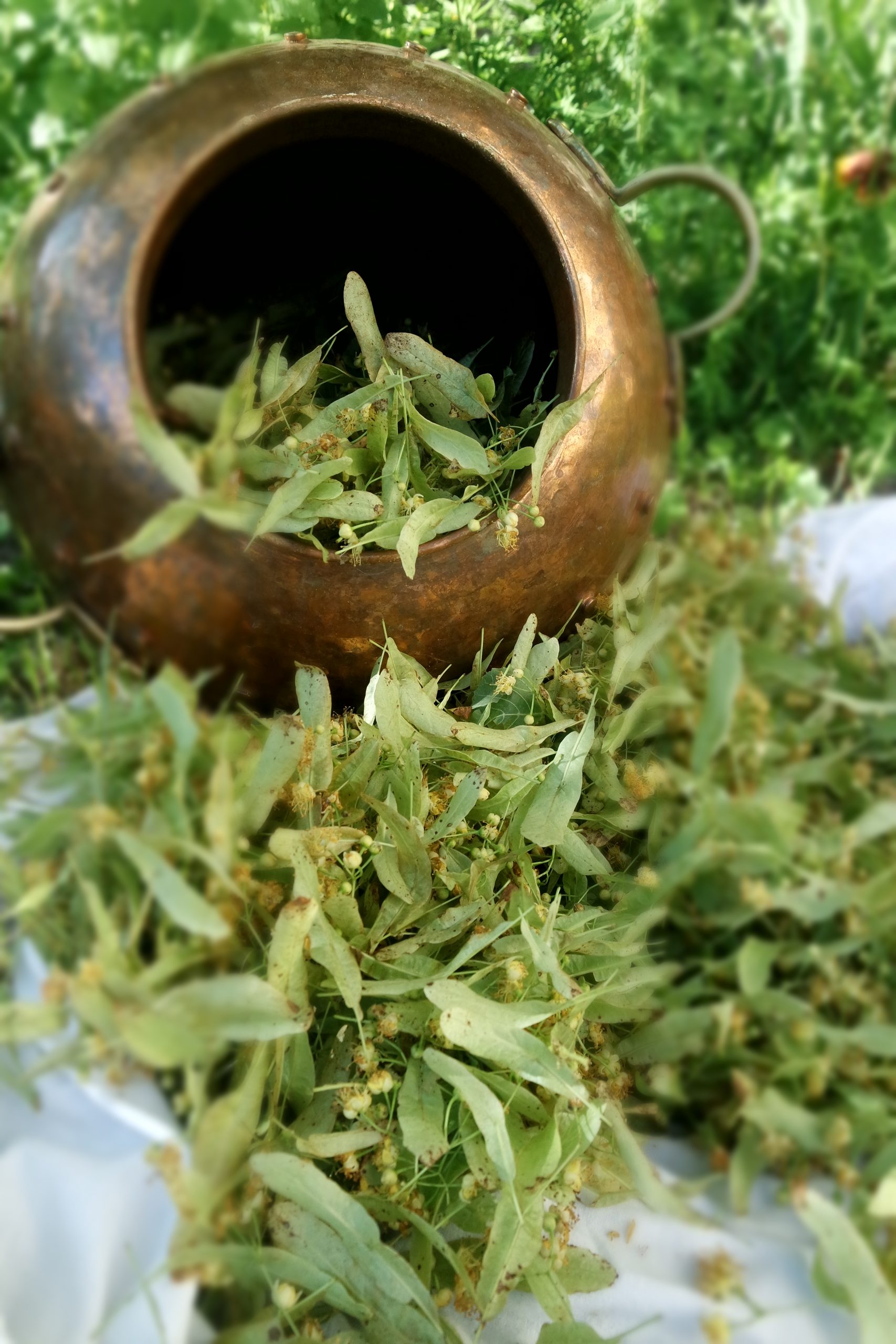 distillation plantes medicinales