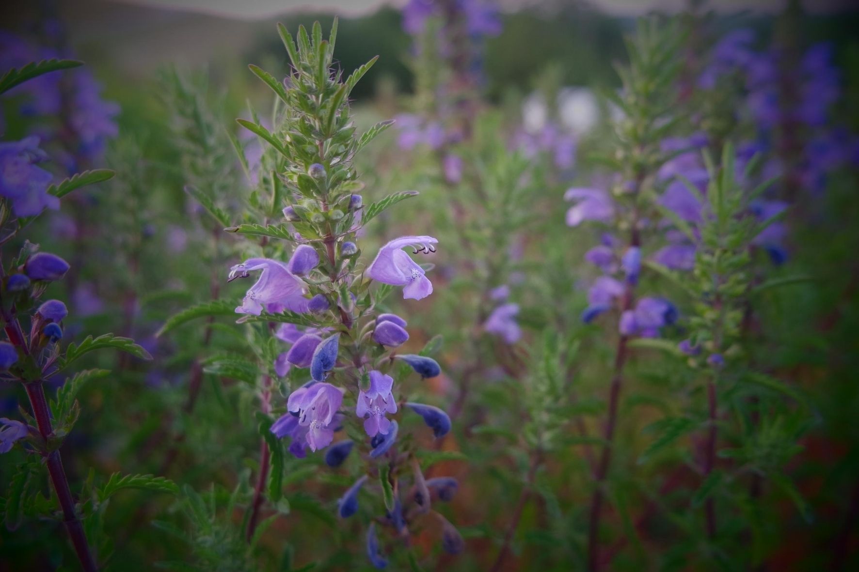 plantes médicinales hiver immunité