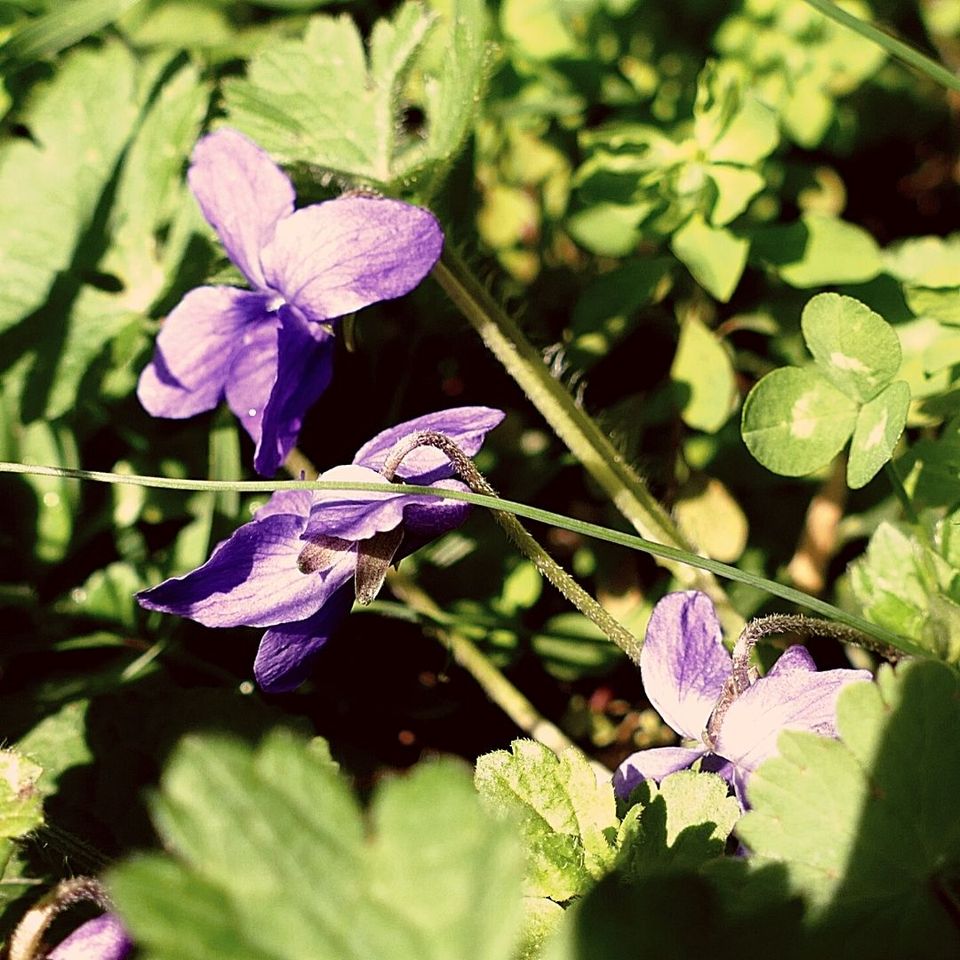sirop de violettes