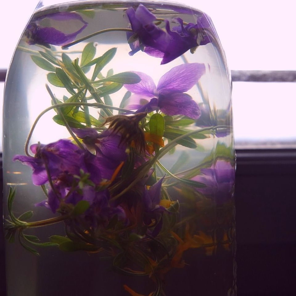 plantes médicinales infusion solaire