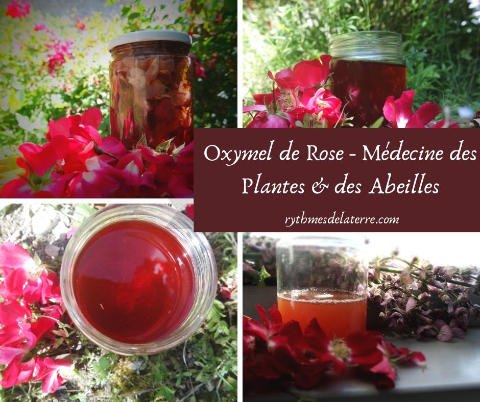 rose plantes médicinales