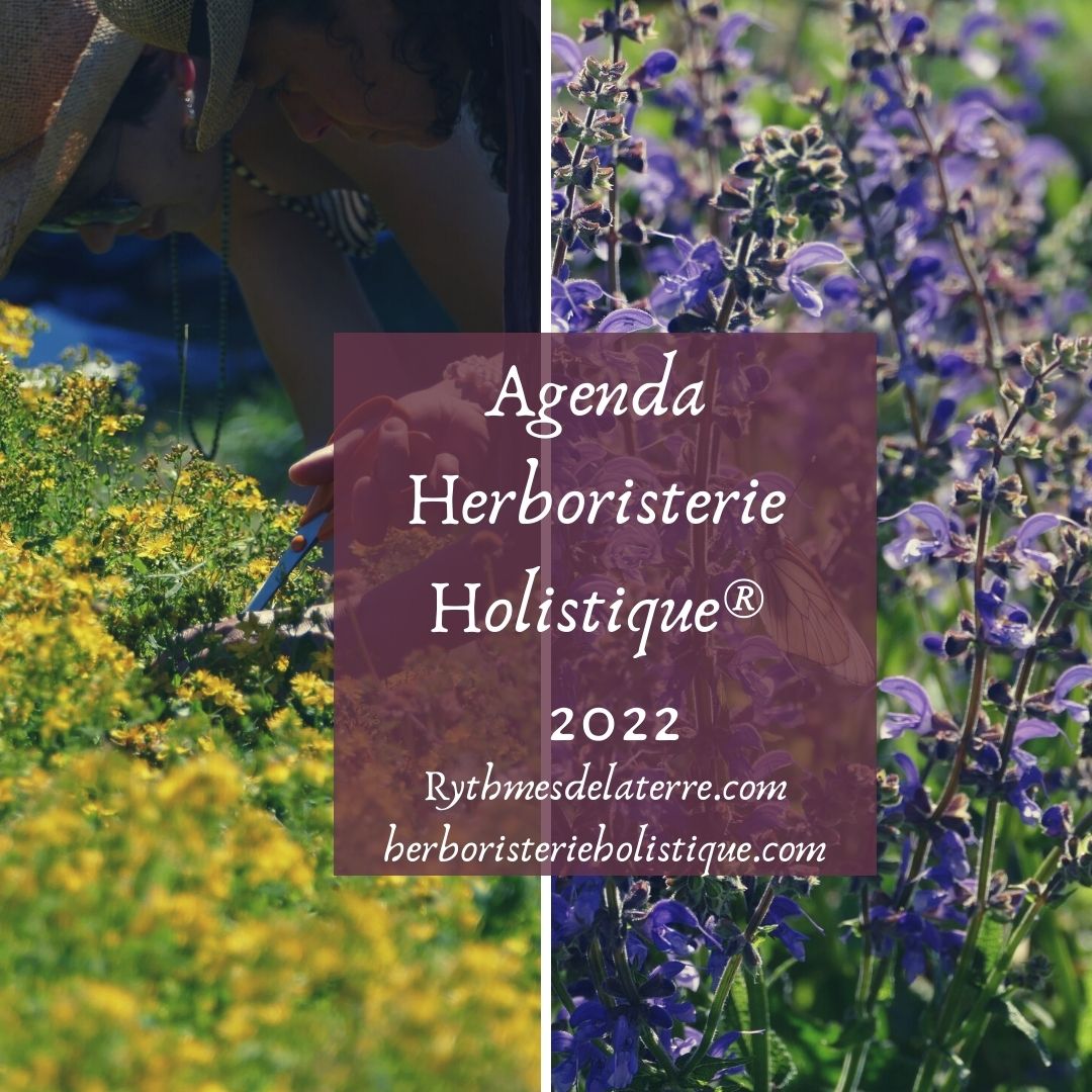 stages plantes médicinales herboristerie holistique
