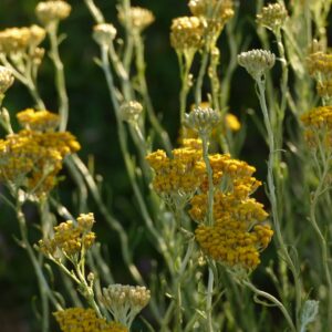 Acompte stage voyage au coeur des plantes