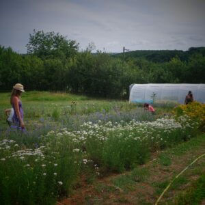 stage plantes médicinales