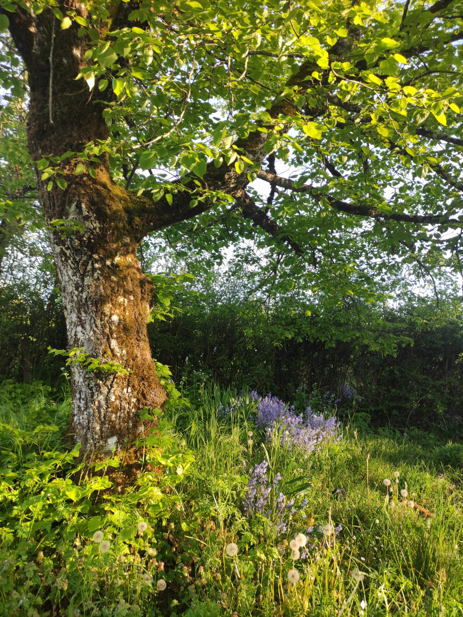 formation plantes médicinales occitanie
