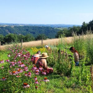 des femmes sur un terrain de production de plantes médicinales lors d'un stage en herboristerie holistique
