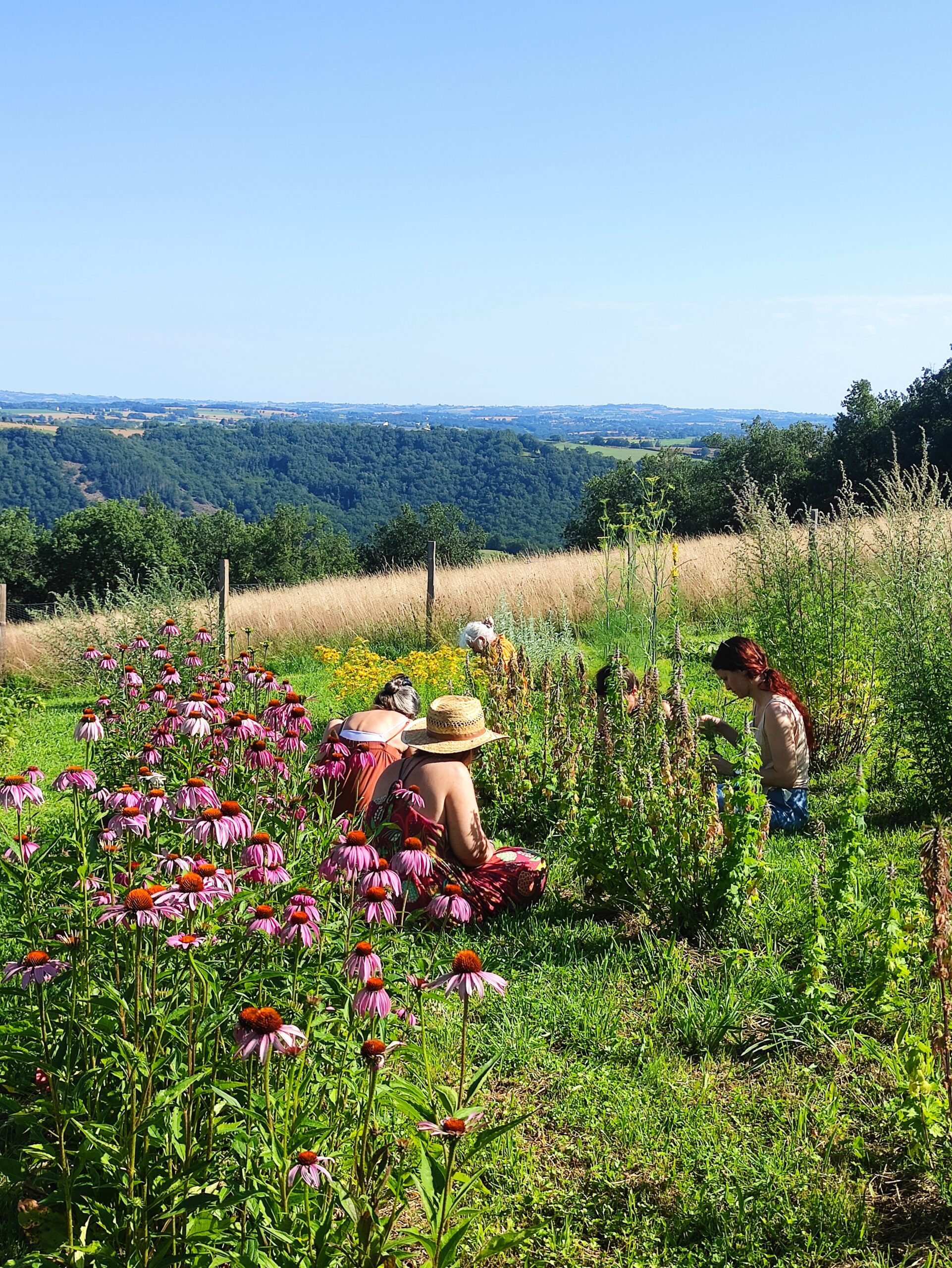 des femmes sur un terrain de production de plantes médicinales lors d'un stage en herboristerie holistique