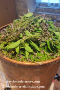 hydrolat tulsi