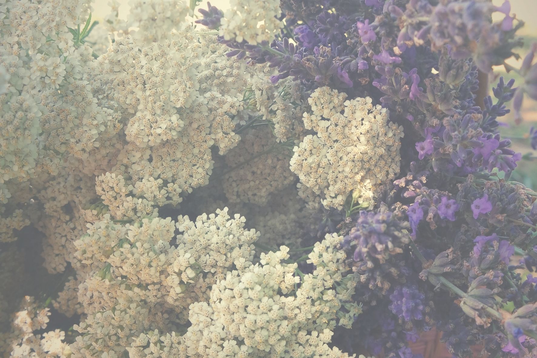 une cueillette d'achillée et de lavande, plantes médicinales des femmes ,pour une formation en herboristerie