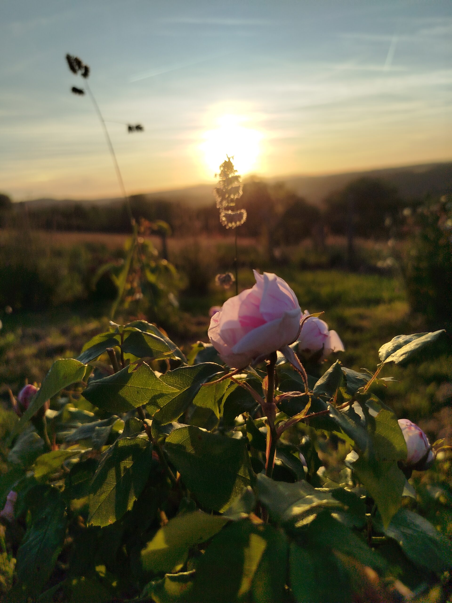 une rose ancienne de Provins dans une école d'herboristerie
